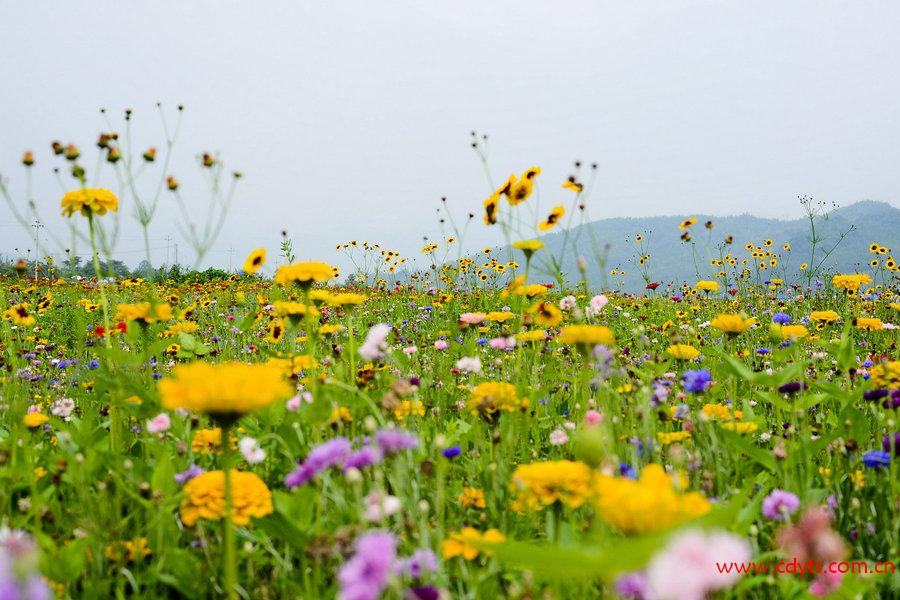 【双花骑缘】成都到俄木塘花海、若尔盖草原、花湖、薫衣草纯玩三日游（环线）、若尔盖旅游多少钱、若尔盖旅游线路报价