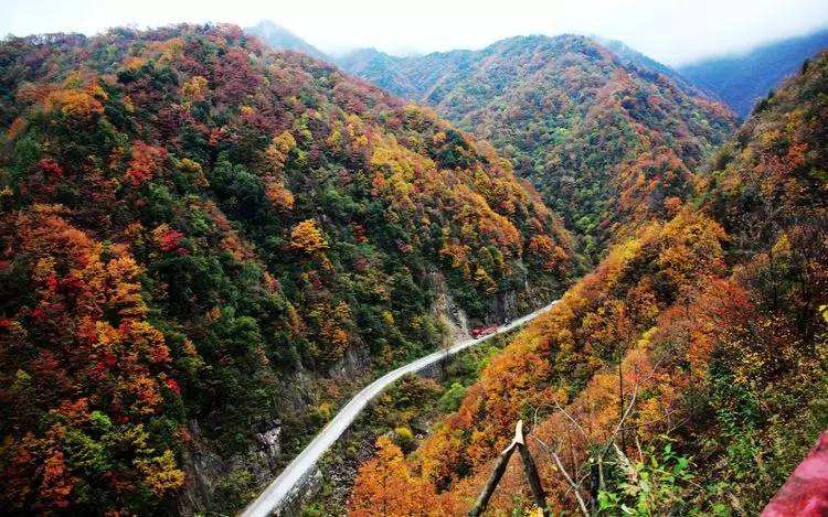 【锦绣天成】成都到光雾山+恩阳古镇纯玩 2 日游、光雾山二日游多少钱、光雾山旅游团纯玩价格