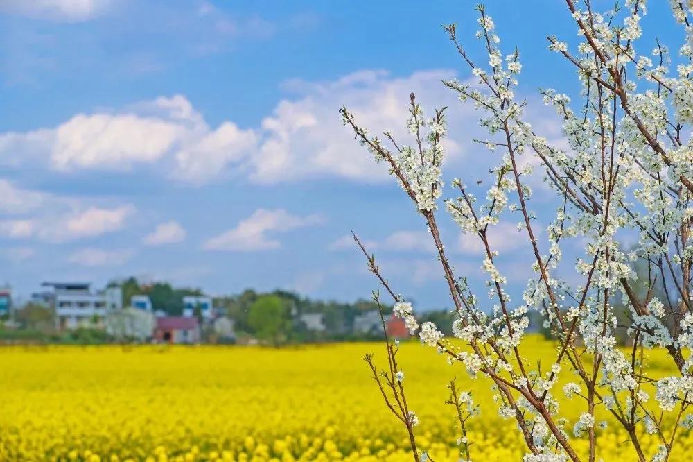 成都看油菜花的地方有哪些、成都油菜花哪里开的最好