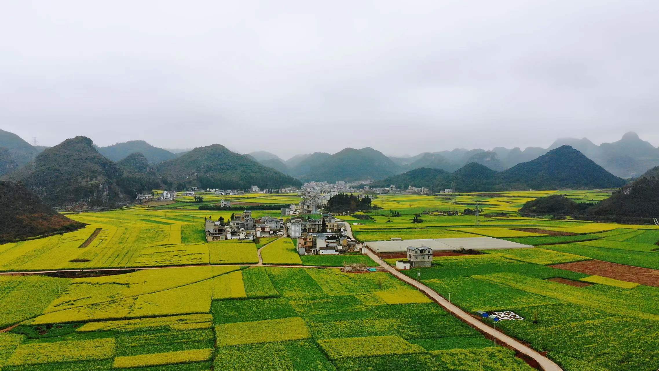 罗平油菜花最佳旅游时间、罗平油菜花几月份最合适