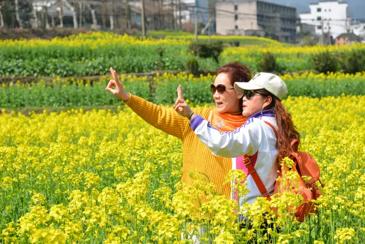 婺源的油菜花什么时候去看最合适、婺源油菜花几月份去最好