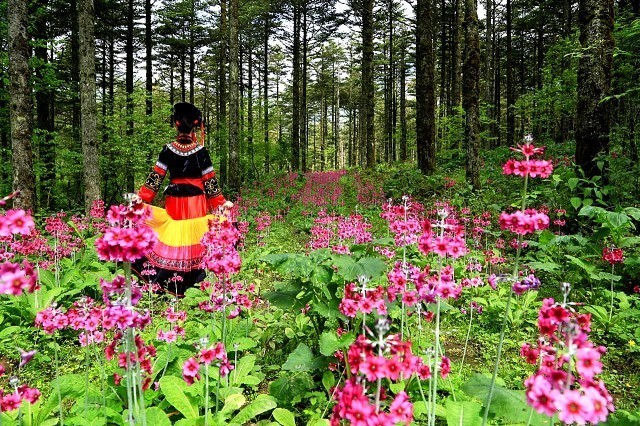 金口河大瓦山转转花好久开、大瓦山转转花最佳观赏时间