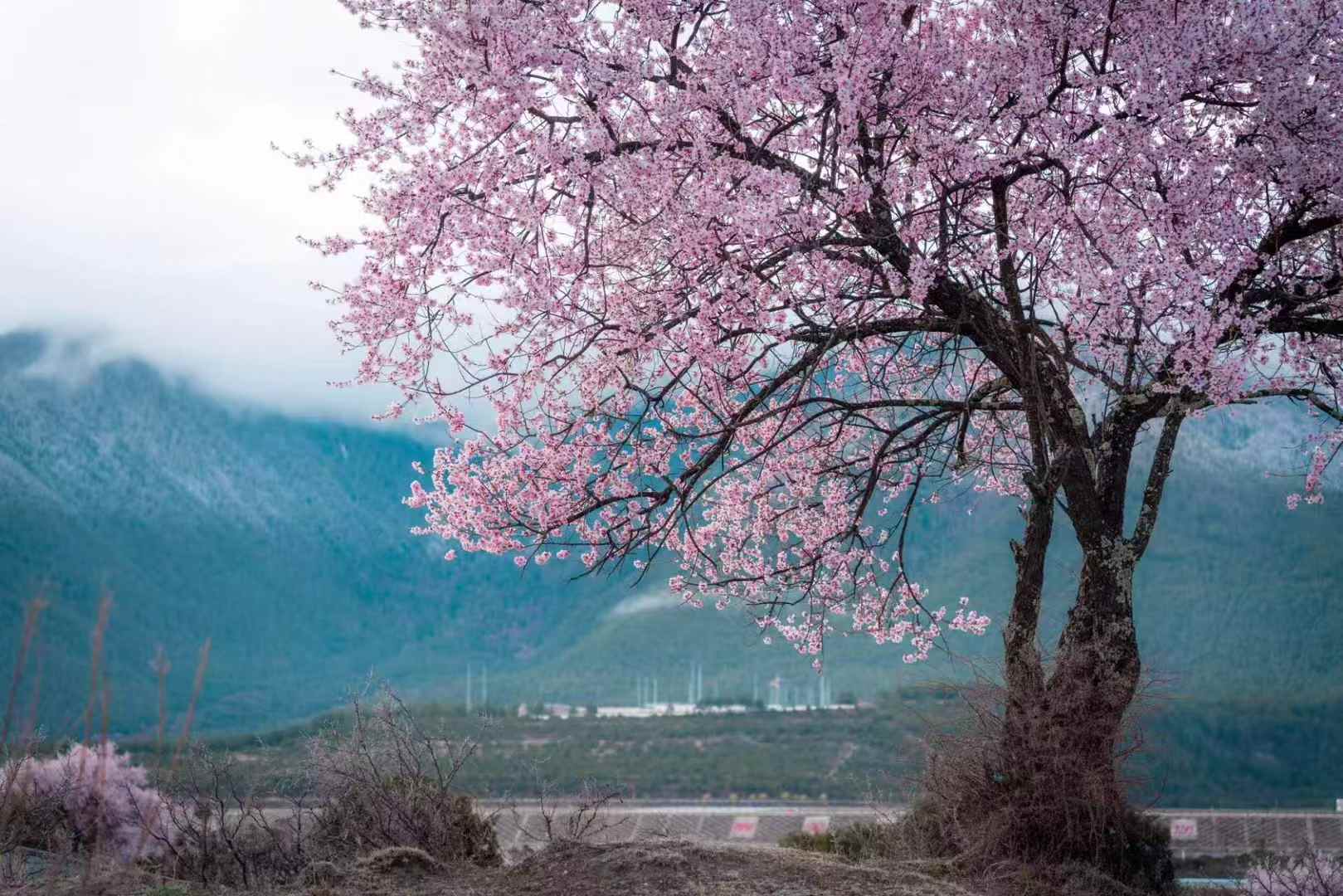 成都包车走318川藏线怎么收费（成都包车318川藏线旅游拼车多少钱）